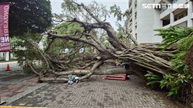 逢甲,大學,榕樹,倒塌,意外,卡片,悼念,花束,壓死人,台中（圖／三立新聞台）