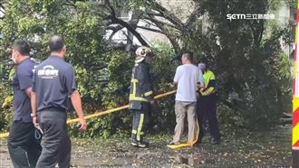 逢甲碩一生被樹壓死　鄰居嘆：乖又孝順