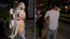 房子全毀了！伊朗飛彈射來…以色列飼主也要護狗（組合圖／翻攝自X）