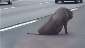 台中,國道,黑豬,國道公路警察局,大貨車。（圖／翻攝畫面）