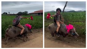 巴西一名9歲男童從小就喜歡與動物相處，近期他馴服家裡所飼養的一頭母豬「火箭」，成為他上學時的交通工具，家人把男童騎豬上學影片PO網，引起各界關注，男童也被網友封為「真．野豬騎士」。