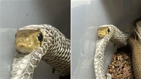 蛇蛇脫完皮秒「穿回舊衣」飼主見狀傻眼　網友大笑：脫完外套又覺得冷