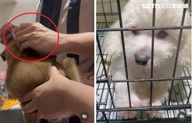 台中寵物店如地獄　生病私打針死當垃圾丟（圖／翻攝畫面）