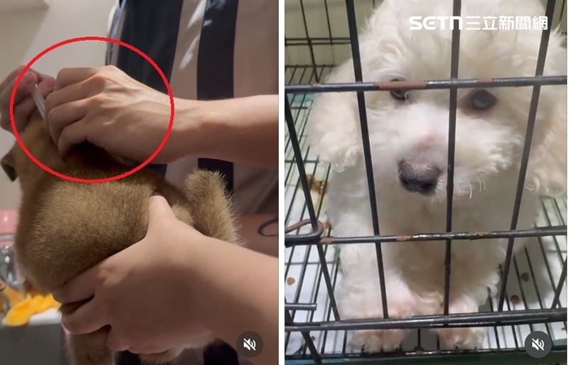 台中寵物店對待動物的手段相當殘忍,一般員工就能拿著針孔將藥劑注射到生病的狗狗的身上。(圖/翻攝畫面)