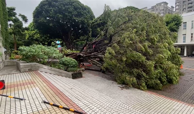 林試所專家採集樣本帶回實驗室化驗，釐清樹倒塌的主因，後續將製作科學報告提供給台中地檢署參考。(圖／翻攝畫面)