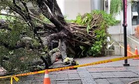 逢甲大學，60年榕樹倒塌，壓死學生，中檢找樹醫生勘查，感染褐根病(圖／翻攝畫面)