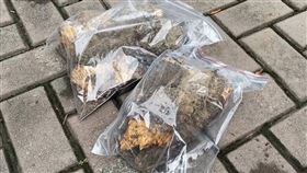 逢甲大學，60年榕樹倒塌，壓死學生，中檢找樹醫生勘查，感染褐根病(圖／翻攝畫面)