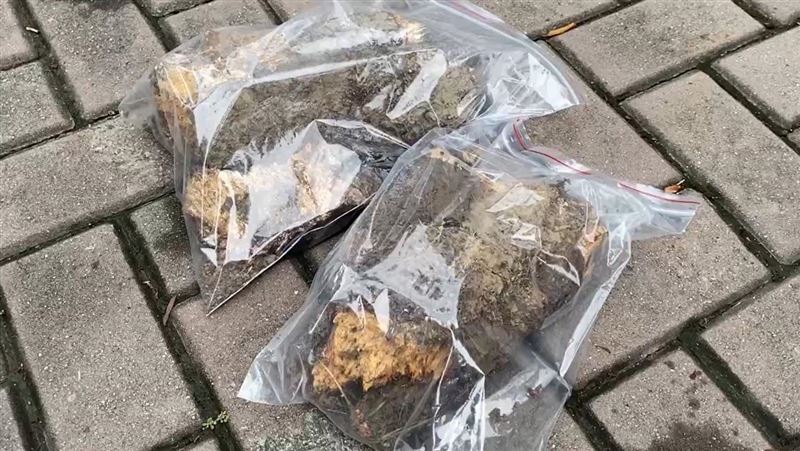 逢甲大學樹倒壓死生　4樹醫生勘查揪禍首