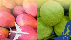 歐盟開放台芒果與番石榴　黃偉哲謝防檢署