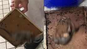 ▲台中知名5星級飯店再爆鼠患。（圖／翻攝自匿名2公社臉書）