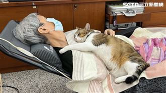 嬤咳嗽貓秒趴胸口呼嚕安撫！一查腦出血了
