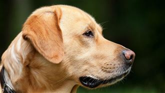 狗狗東聞西嗅真有事？4大原因飼主快筆記