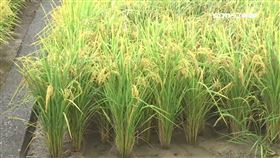 企業認養柳營稻米穩價格　助在地農業發展