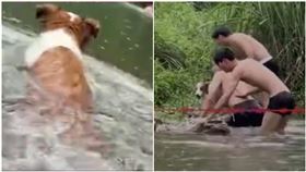 小狗發現有人落水主動跳水施救，事後開心大笑彷彿知道自己立了大功。（圖／翻攝《九派新聞》）