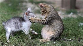 流浪貓,貓,動物（示意圖／PIXABAY）