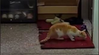 貓的報恩！浪貓小心翼翼送一顆蛋　她感動