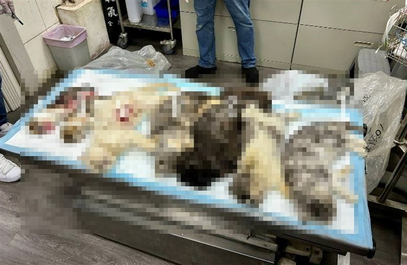 專案小組發現的7具貓屍。(圖/新北動保處提供)