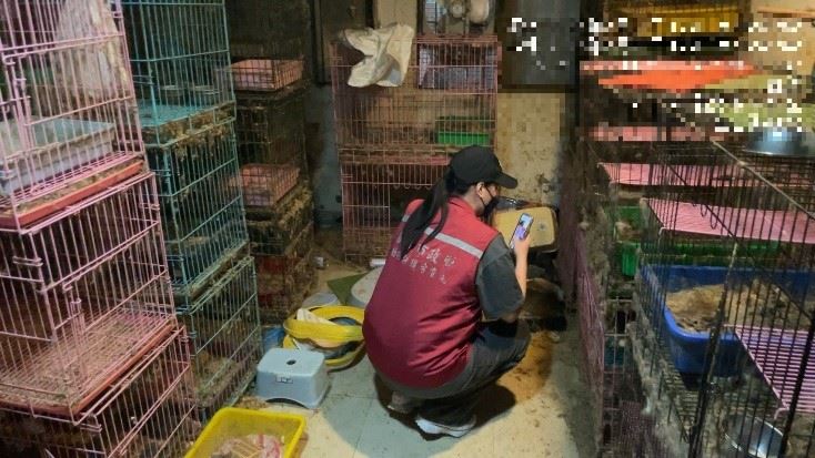 動保處人員到謝翁家發現養貓的環境惡劣。(圖/新北動保處提供)