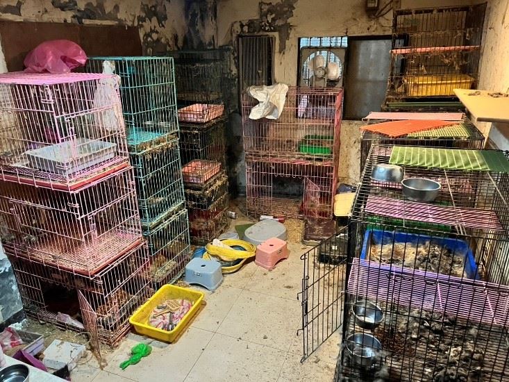 動保處人員到謝翁家發現養貓的環境惡劣。(圖/新北動保處提供)