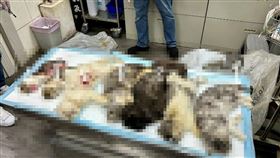 遭虐致死的7隻貓。（圖／新北動保處提供） 