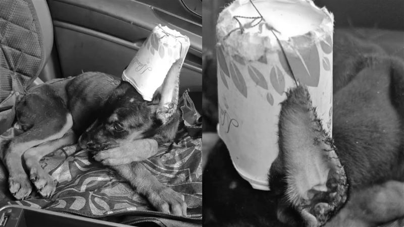 杜賓幼犬遭虐待致死　剪耳縫紙杯黏膠水