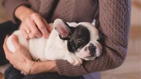 ▲狗（圖／翻攝自pixabay）