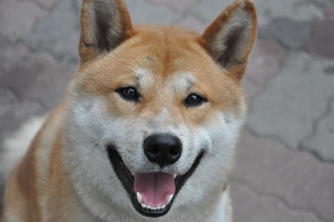 柴犬天生喜感十足,不用特別訓練就會搞笑。(圖/翻攝自pixabay)