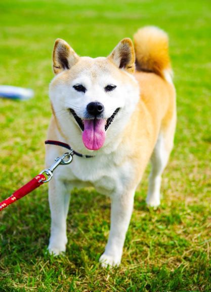 柴犬那「一笑融化天」的臉,哪個人能不心動?(圖/翻攝自pixabay)