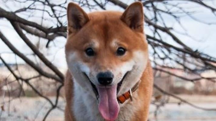 「柴犬」紅什麼？迷倒全網的6個原因曝光