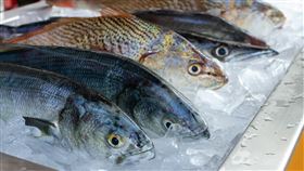 海鮮 魚 漁獲 示意圖／unsplash