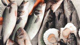 海鮮 魚 漁獲 示意圖／unsplash