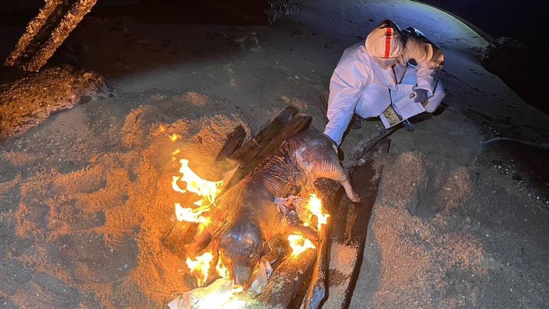 沙灘死豬驗出非洲豬瘟！與中國流行種相似