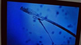 ▲（圖／翻攝自微博）