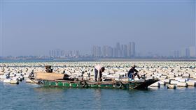 金門蚵棚違建！中國漁船易越界成國安漏洞