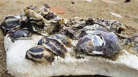 蚵棚傳統使用保麗龍當浮具，易造成環境汙染，甚至進入食物鏈。 （洪清漳提供）