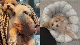 韓藝瑟送愛犬住宿，豈料接回時竟骨折。（圖／翻攝自韓藝瑟IG）