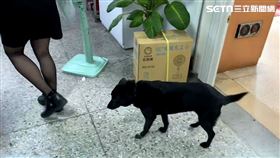 ▲台北市萬華分局西園派出所狗小黑。（圖／記者楊忠翰攝影）