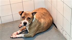 不只比特犬！危險性犬隻「還有這6類」　飼主不嚴管恐觸法（圖／翻攝自高雄動保處官網）

