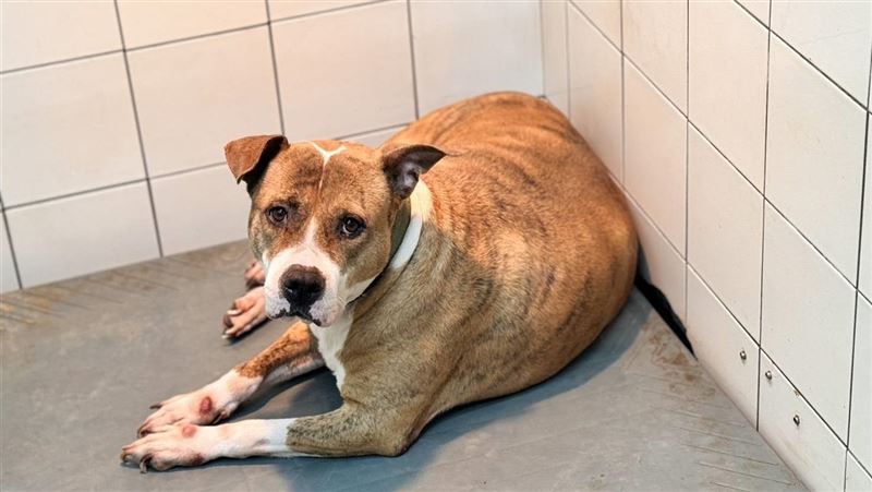 不只比特犬！6危險犬隻 飼主不嚴管恐觸法