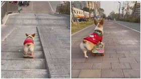 科基,滑板,抖音,AI,狗