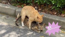 ▲（圖／翻攝自維基百科）