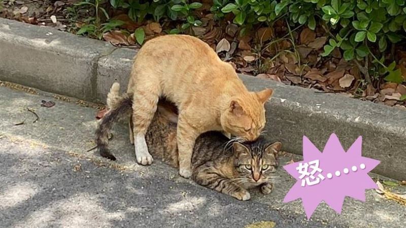 交配完母貓變臉暴揍雄貓！專家：牠委屈了