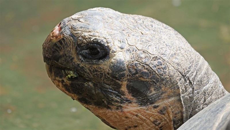 135歲當爹！象龜老來得子 「同框照」萌翻