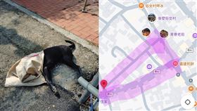 動保處,台南,飼主,柴犬,口吐白沫,網友,犬貓,獸醫,後壁區,菁寮老街,無米樂▲圖片描述。（圖／翻攝自臉書社團「紀念虎妹~毛孩事件通報區」）