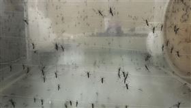 中興大學農業暨自然資源學院副院長、昆蟲系黃紹毅教授、蚊子。（圖／記者張雅筑攝影）