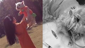 愛犬Papi被毒死，女飼主辭掉工作花了3年討公道，至今仍沒有結果。（圖／翻攝自微博）

