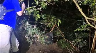 黑熊受困武陵山莊陷阱　左前掌遭局部切除