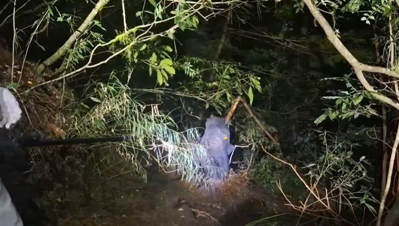 黑熊已虛弱到無力反抗，獸醫師吹箭麻醉後，迅速將黑熊後送到野生動物急救站。(圖／翻攝自林業及自然保育署臺中分署臉書)