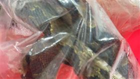 急診醫師分享，有人被蛇咬，便把咬自己的蛇帶來急診。（圖／翻攝自超級白急診醫師臉書）
