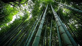 ▲ 環保與美感兼具的永續建材正逐漸主導現代居家設計潮流。（圖／永續新聞網官網） 